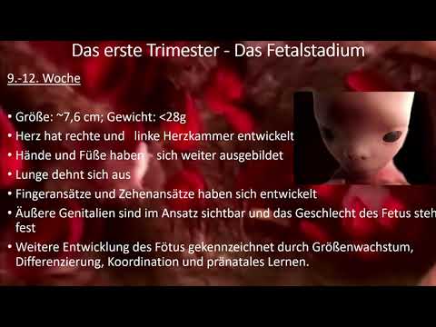 Video: Die Gründe Für Die Entwicklung Angeborener Anomalien Oder Teratogener Faktoren