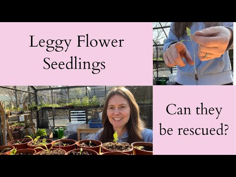 فيديو: نباتات Nasturtium Leggy - ماذا تفعل مع شتلات Nasturtium Leggy