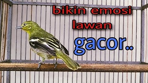 suara sirtu gacor masteran sirtu macet maupun stres dan bahan