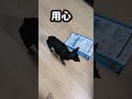 欲張りな犬あるある#ミニピン #ミニチュアピンシャー #miniaturepinscher #いぬのいる生活