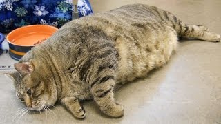 Толстый кот Толстый кот