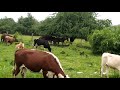 Коровки кушают травку
