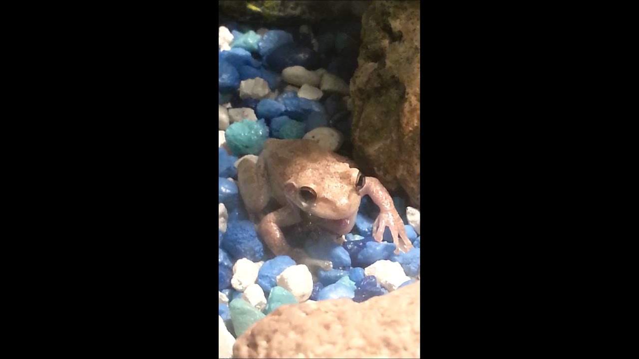 Frog eats beetle YouTube