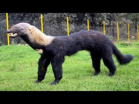 Video: Pandavaların nəsli varmı?