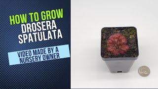 How to Grow and Propagate Drosera Spatulata (Carnivorous Plant Grow Guide)