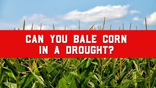 Can You Baleage Corn?🌽 How Drought Impacts the Process 🌾
