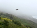 hawk kiting close to golden gate bridge