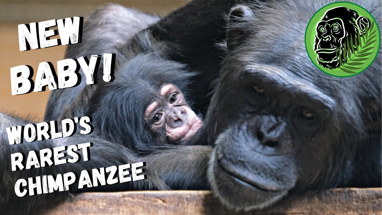 New Baby Chimp | Mum Chimpanzee Hands Baby Over To Big Sister