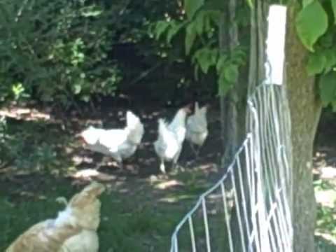 raising-white-leghorn-chickens-http://www.thebackyardchickencoop.com