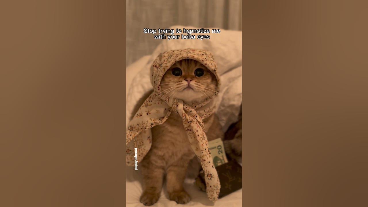 when-your-cat-has-boba-eyes-short-youtube