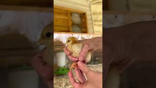 Banding chicks! Here’s the bands that I use and the zip ties I plan on using