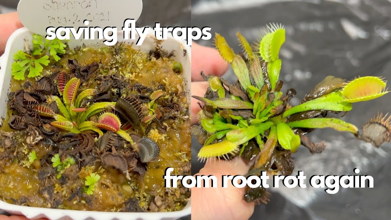 repot venus fly traps with me - saving fly traps from mucus algae and root  rot (indoor setup) - YouTube