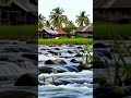 Soothing Nature Ambience 🕊️ River, Birds, and Village Calm