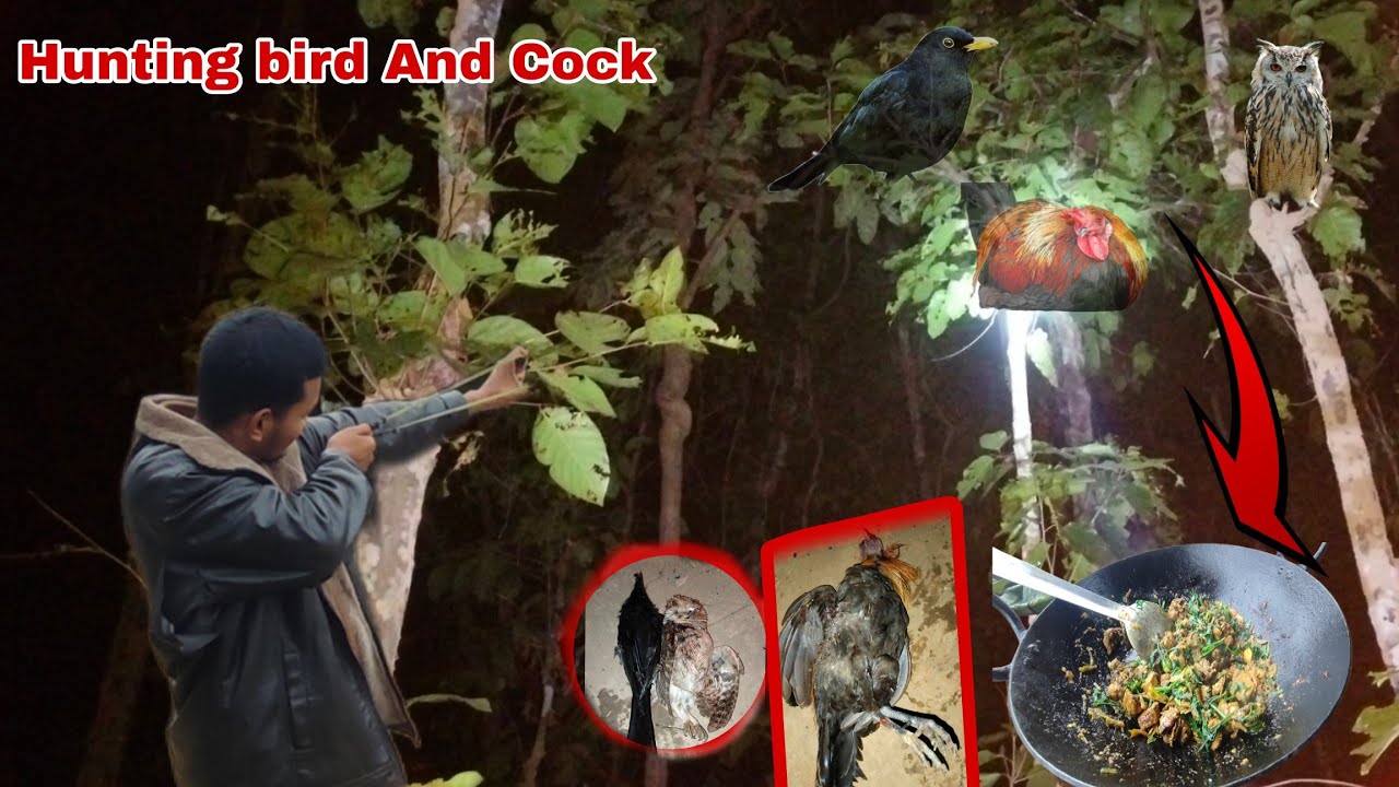 Hunting Wild Cock🐓 And Birds 🐦At Night 🌉 With Slingshots//Hunting owl 🦉// Birds Chicken Recipes.