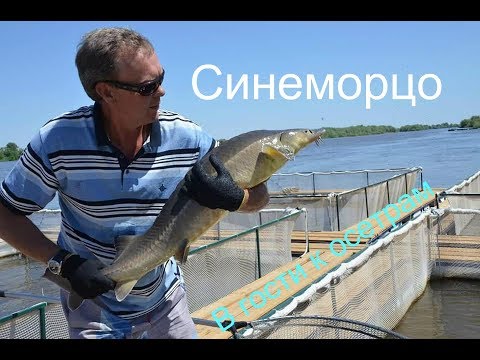 Волга в разборе чита