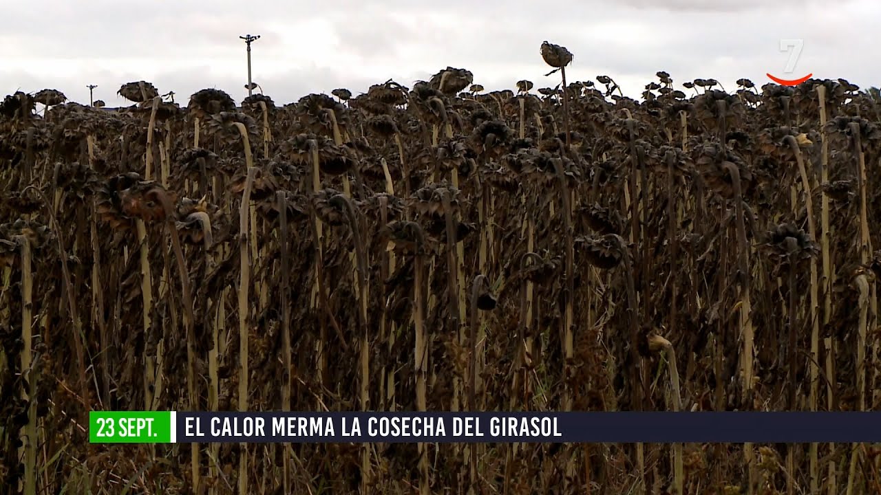 Flash El campo al día (23/09/2025): El calor merma la cosecha del girasol