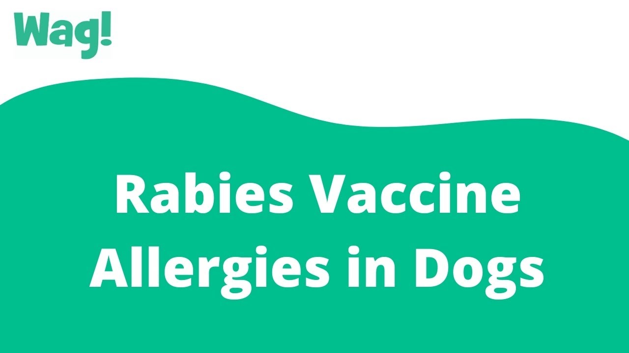 Rabies Vaccine Allergies in Dogs Wag! YouTube