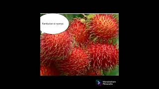 Download Lagu #share 😉Mengenal jenis2 Buah Rambutan 😍😍 MP3 Download Lagu #share 😉Mengenal jenis2 Buah Rambutan 😍😍 MP3