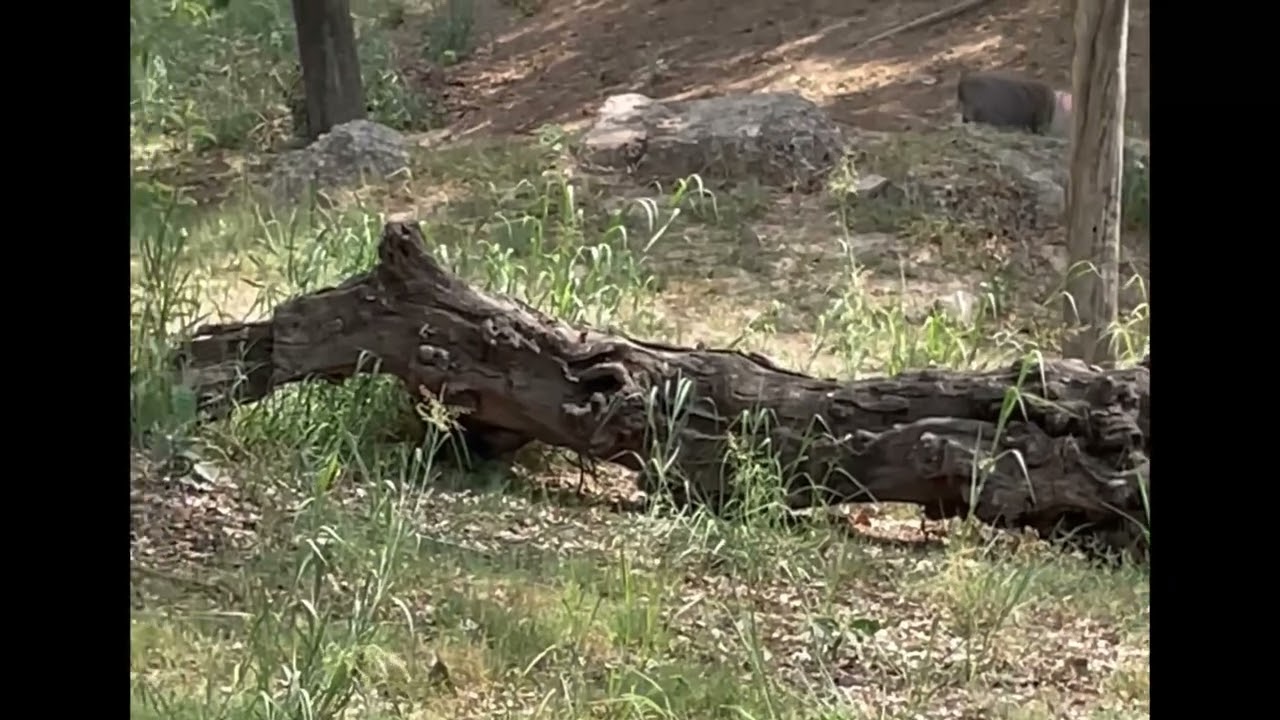 Hamadryas Baboon is walking 