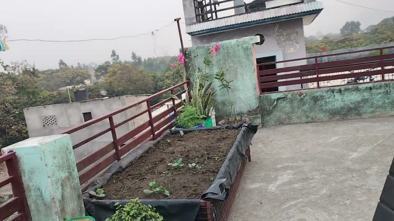 Good morning doston#viral video#terrace gardening#organic vegetables