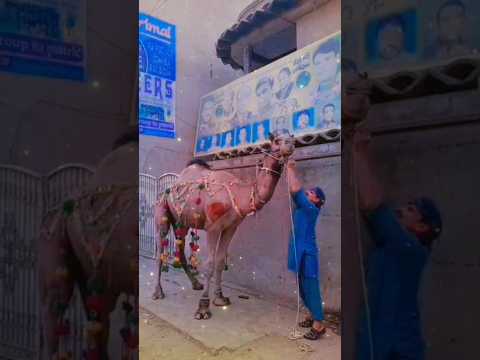 Hafiz cattle # I miss you ( Allah pak qabool kary) #shortsviral #cow #bull #bullfarm #hafiz  qurbani