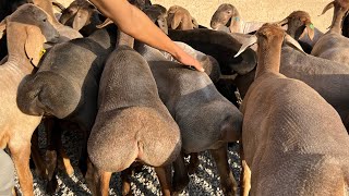 Ayolning klitorini yalash