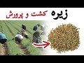 روش کشت و پرورش زیره خیلی آسان و راحت 