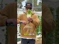 Hidroponia desde cero: cómo cultivar alimentos sin tierra, ahorrar en comida