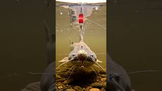 Crazy Fish Bites Bait You Wont Believe What Happened