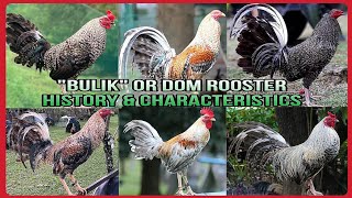 😮HISTORY AND FIGHTING STYLE OF DOM ROOSTER/ IN PHILIPPINES CALLED "BULIK" screenshot 5