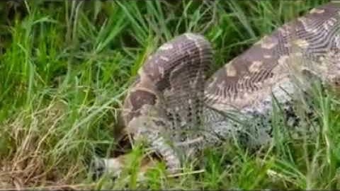 Python Swallows Young Impala Whole- Animals fight.