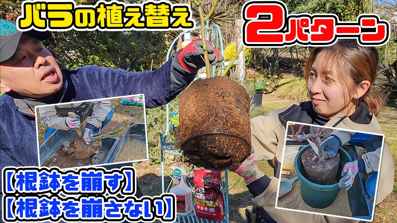 【バラ専門店】でバラの植え替え2パターン🌹【根鉢を崩す】【根鉢を崩さない】実際に両方ともやっていきましょう!【PLANTS長島店長のローズレスキュー!】