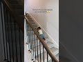 How our 1 year old DAUGHTER comes down the stairs😂 #shortvideo