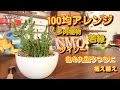 100均リメイク 多肉植物の若緑をダイソーの白い丸型うつわに植え替え♪ 若緑パーク