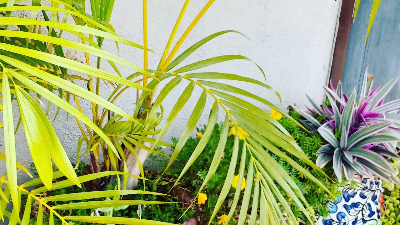 Top 5 Indoor plants you must have | Houseplant 101 - YouTube