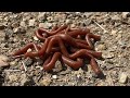 びょんびょんワーム実釣　釜茹でしたワームで簡単バス釣り！　前編　in五三川水系　#45