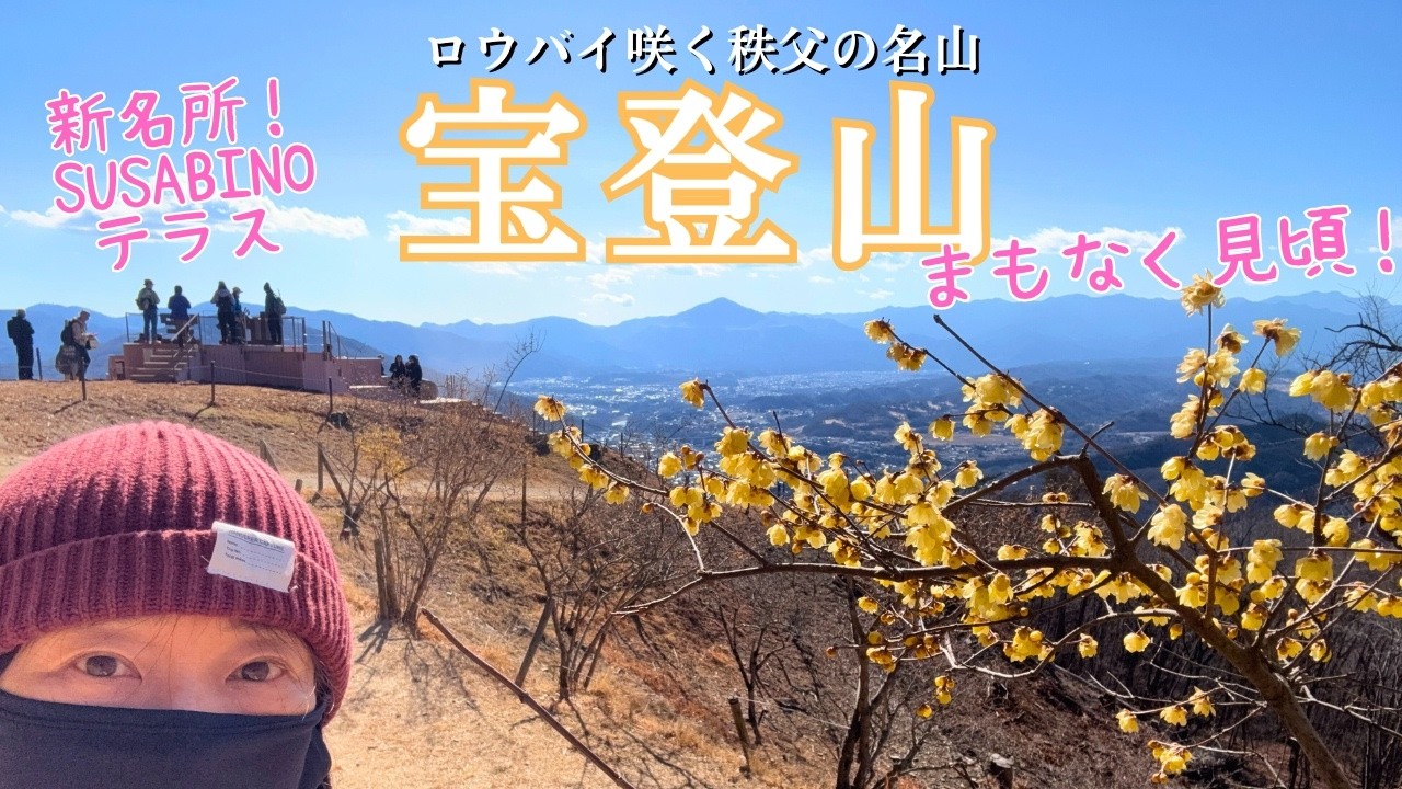 【秩父】春近し！ロウバイ咲く宝登山～宝登山神社とSUSABINOテラス・魅力いっぱいの花ハイク【山さんぽ】