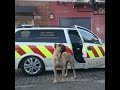 PRESA CANARIO - TRAINED SECURITY DOG - SLOW MOTION