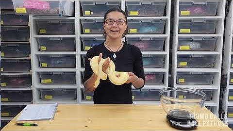 Why Should You Weigh Your Ball Python?