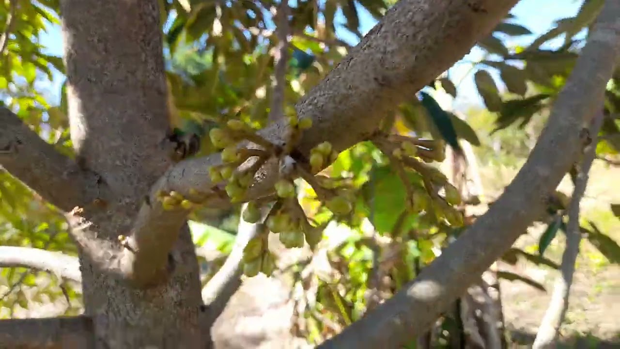 ดอกทุเรียนพึ่งออกปีแรกเมื่อปลูกครบ4ปีเต็ม