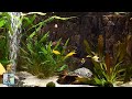 Relaxing aquarium fish tank sounds  no music 