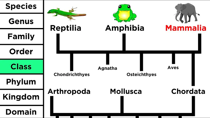 Phylogeny and the Tree of Life - DayDayNews