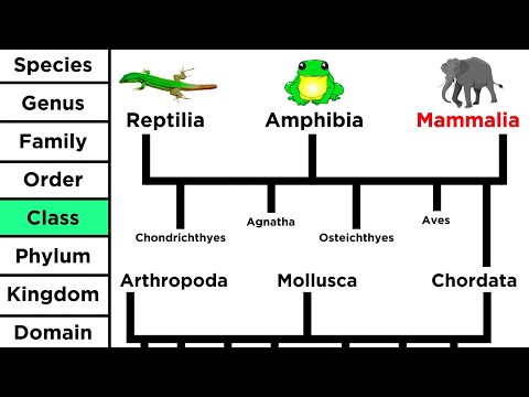 Video: Hvordan undersøger taksonomer evolutionære forhold mellem organismer?