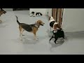 ADULT DOG CORRECTS PUPPY 