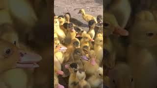 Ducks#chicks#pakistan#cargo#link#detail#in#profile#foryoushorts