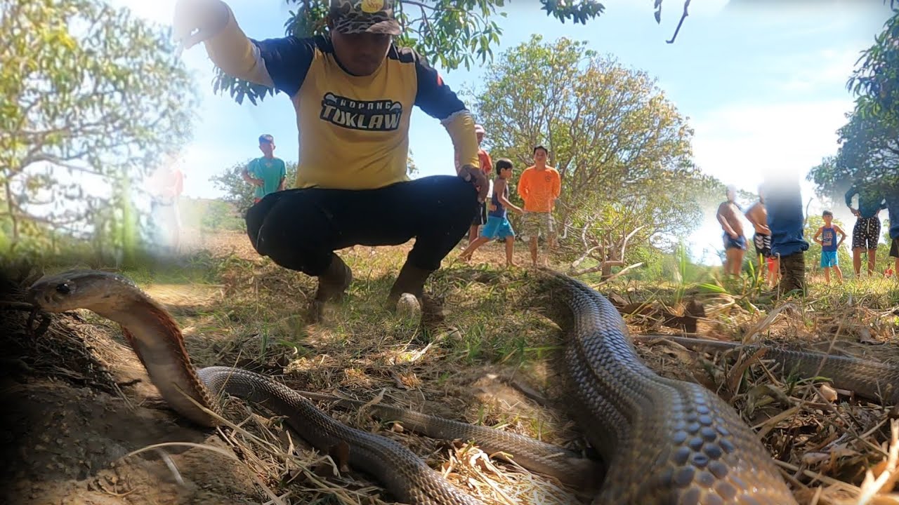 COBRA,KING COBRA AT BROWN RAT SNAKE ANG NAGBALAT SA ALAMINOS PANGASINAN