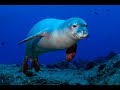 Facts: The Hawaiian Monk Seal