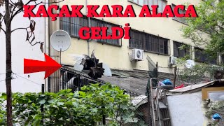 Kaçak Kara Alaca Posta Bahçeye İniyor ( Yakaladım mı ? )