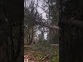 God save my life #treecutting #tree#viral