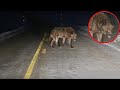 10 incontri ravvicinati con animali selvatici sulla strada